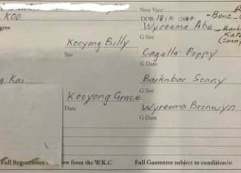 Quality Kelpie Pups - Ready to go now