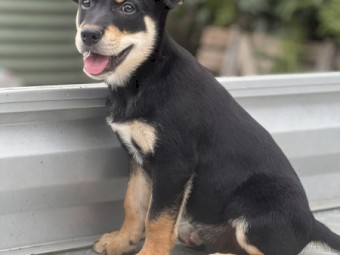 Quality Kelpie Pups - Ready to go now
