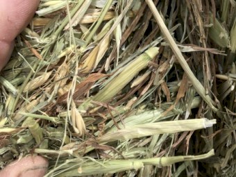 75mt Oaten Hay 8x4x3 Bales