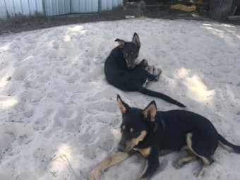 Black and Tan Kelpie Pups