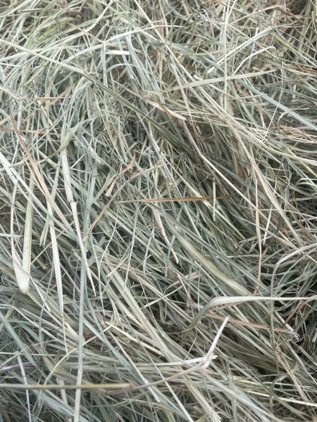 Shedded Rhodes grass