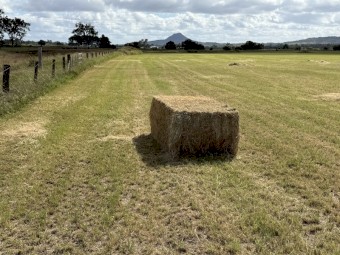 Shedded Rhodes grass