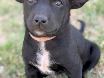 Kelpie puppy