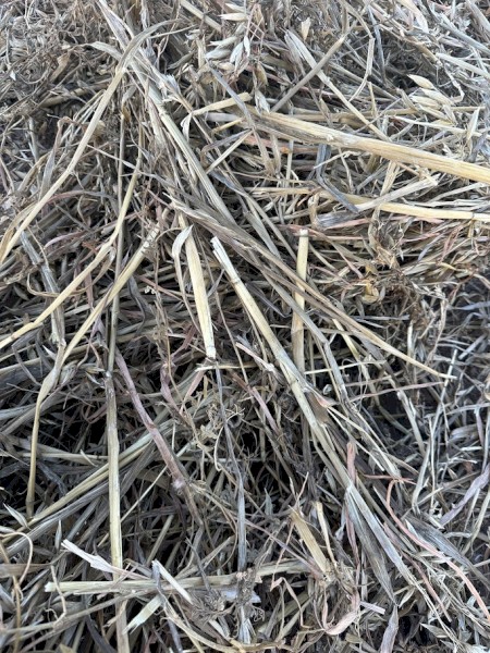 2024 Season Oaten/Vetch Silage