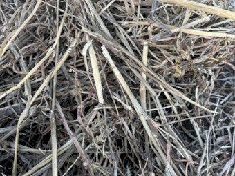 2024 Season Oaten/Vetch Silage