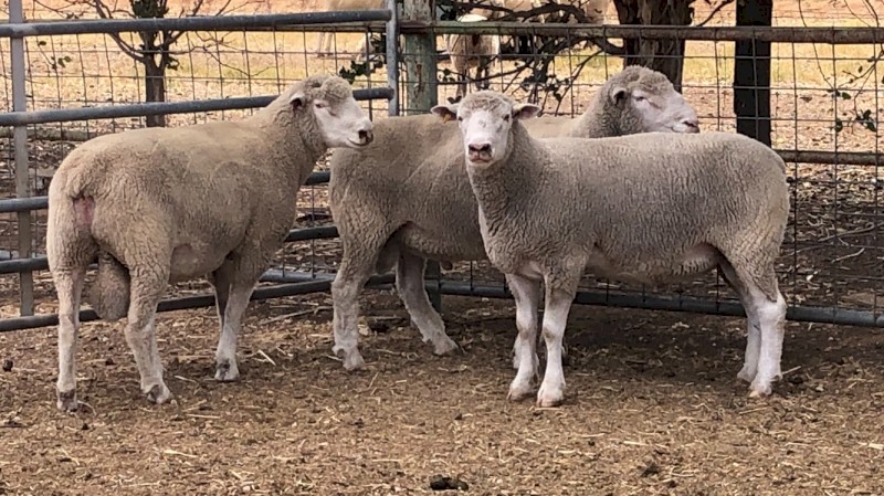 Poll Dorset rams