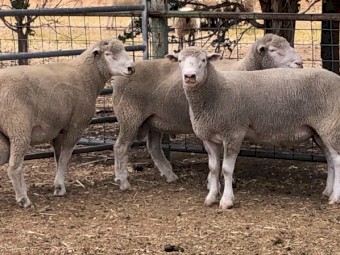 Poll Dorset rams 