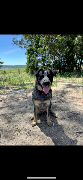 One year old male blue heeler 