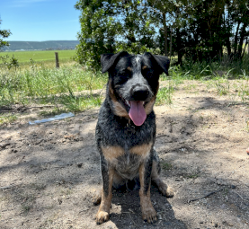 One year old male blue heeler 