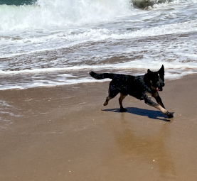 One year old male blue heeler 