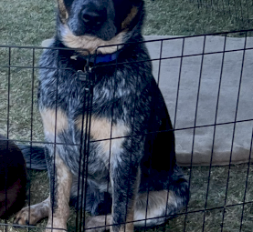 One year old male blue heeler 