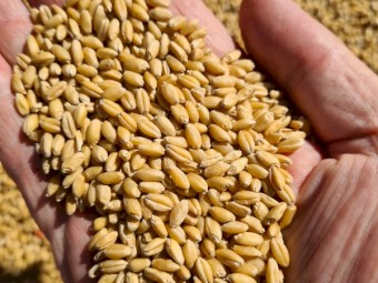 Seed wheat for sale 