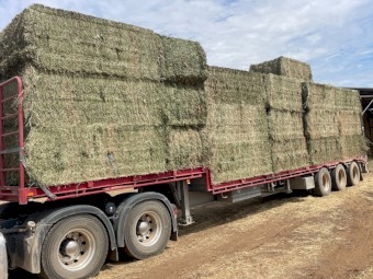 Clover hay