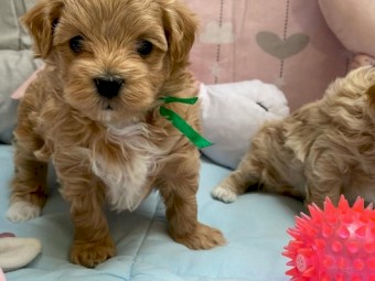 lovely Maltipoo puppies