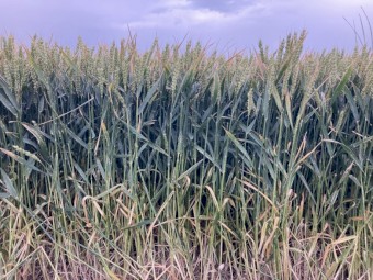 Round bale straw for sale