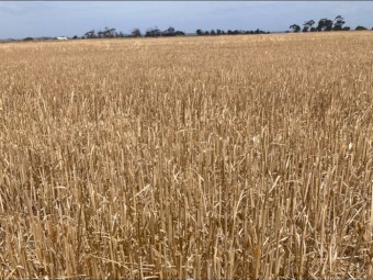 Round bale straw for sale