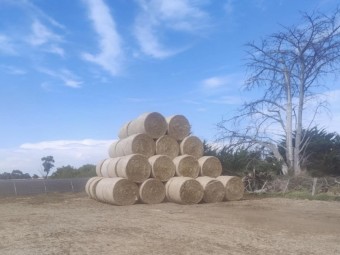 Round bale straw for sale