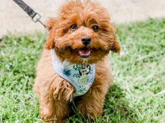Male and Female Cavoodle puppies