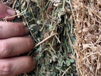1000 x Lucerne Hay Small Squares