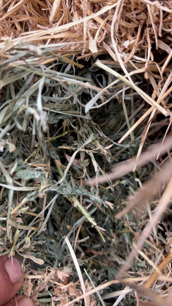  Lucerne/Rye Grass Hay Small Square Bales