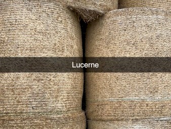 100 x Lucerne Hay 4ft Round Bales