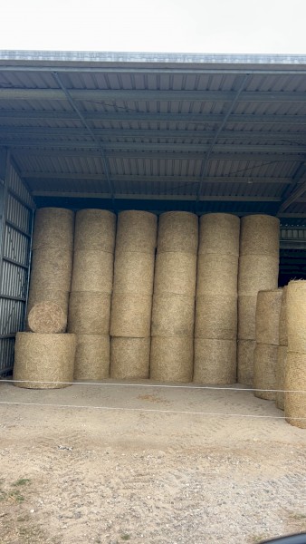 100 Millet Hay 4ft Round Bales
