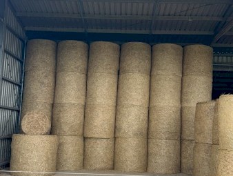 100 Millet Hay 4ft Round Bales