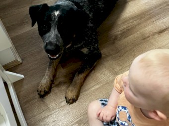 One year old male blue heeler 