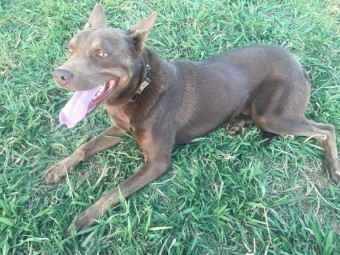 Kelpie -  Brown Male