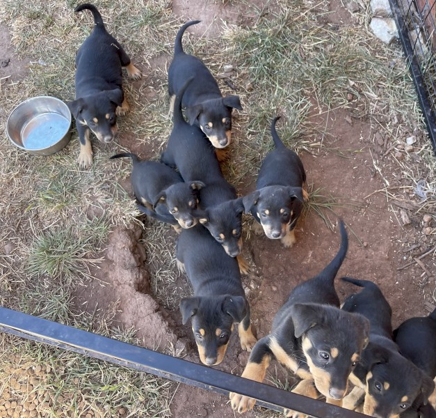 Kelpie pup for sale