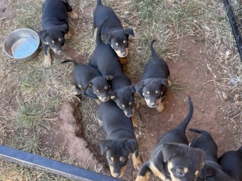 Kelpie pup for sale