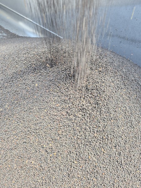 Vetch Seed,  Professionally Cleaned, From a Radish and Pato free Farm 