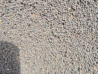 Vetch Seed,  Professionally Cleaned, From a Radish and Pato free Farm 