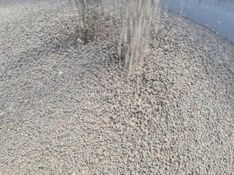 Vetch Seed,  Professionally Cleaned, From a Radish and Pato free Farm 