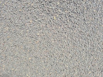 Vetch Seed,  Professionally Cleaned, From a Radish and Pato free Farm 