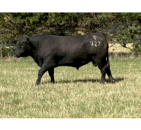 Registered HBR Angus Bulls