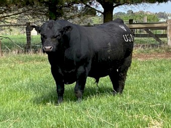 Registered HBR Angus Bulls