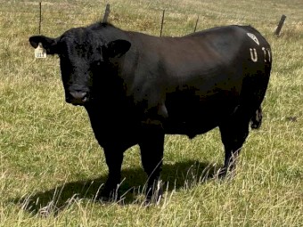 Registered HBR Angus Bulls