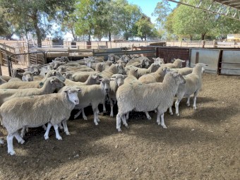 142 composite ewes SIL to Poll Dorset