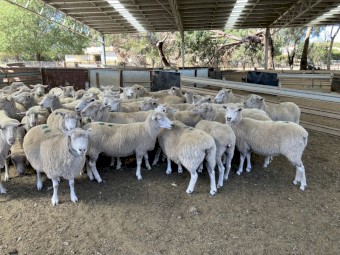 142 composite ewes SIL to Poll Dorset