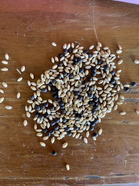 Illabo Wheat and Vetch Mix