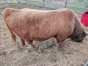 Highland Bull