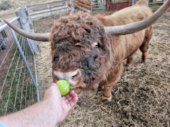 Highland Bull
