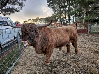Highland Bull