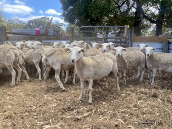 2024 drop Australian white ewe lambs 