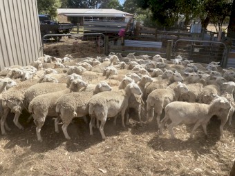 2024 drop Australian white ewe lambs 