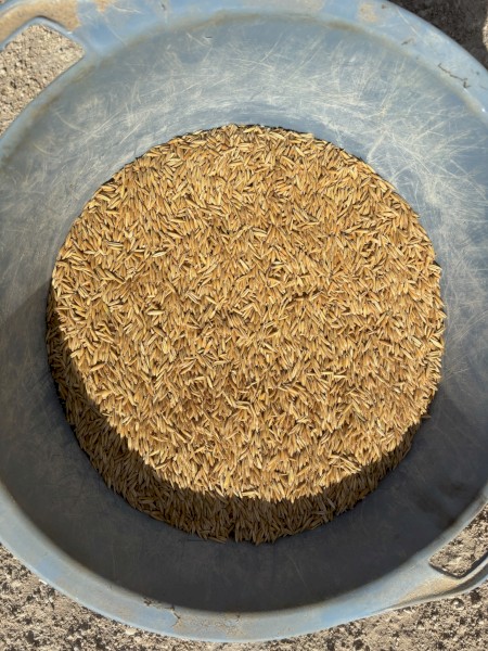 Oats- Winteroo Seed