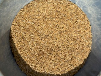 Oats- Winteroo Seed