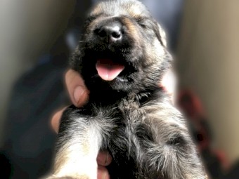 Shar pei x Ridgeback x German shepherd 