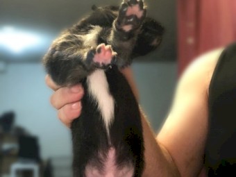 Shar pei x Ridgeback x German shepherd 